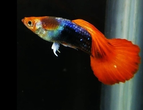 Male fancy guppy - fancy,