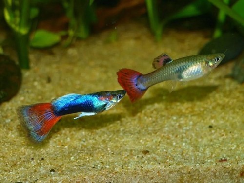 Male female fancy guppy - male, 2