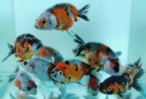 One calico ranchu goldfish - one,