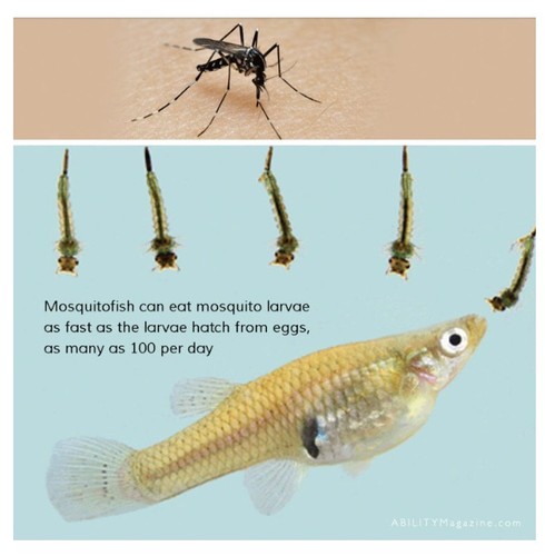 Live gambusia mosquito fish - mosquito,