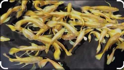 Live yellow koi - live, cold