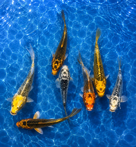 Matsuba koi live fish - matsuba,