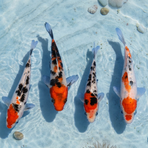 Sanke koi live - live, pond