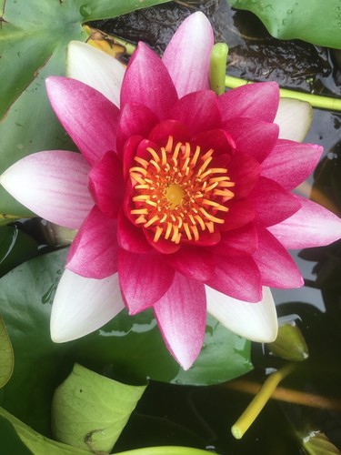 Pink hardy water lily - pink,